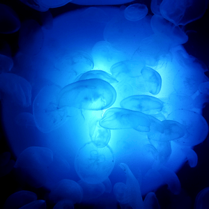 Immersound
