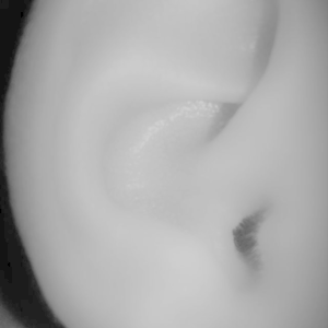 audimaxx